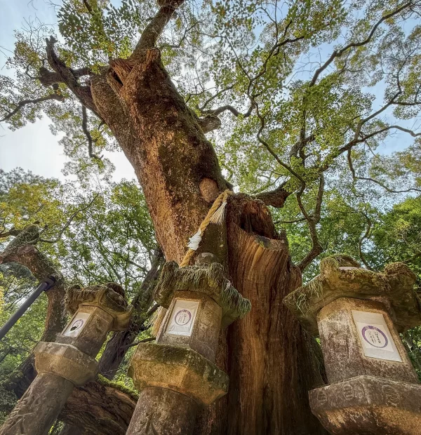 Posvátný strom Nara