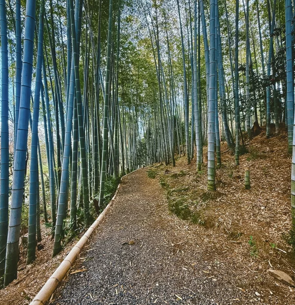 Bambusový les Japonsko