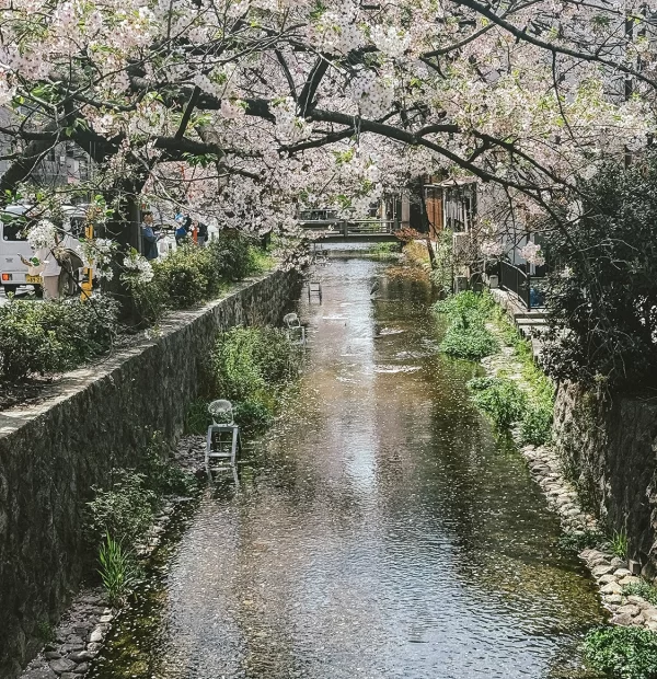 Kjóto kvetení sakur