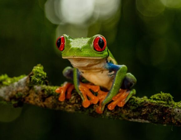Žába Kostarika