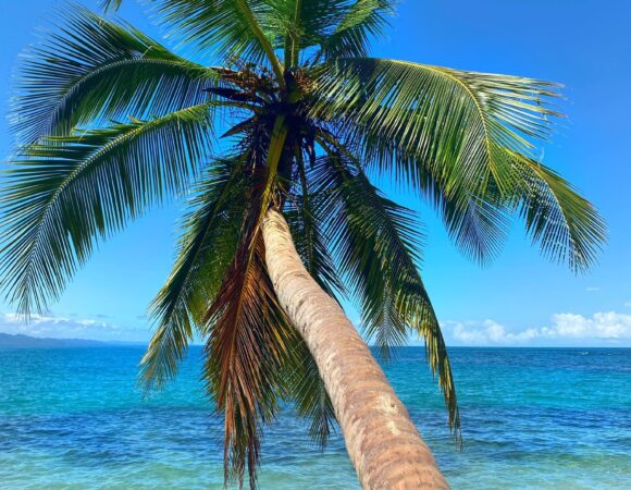 Palma a oceán na Kostarice