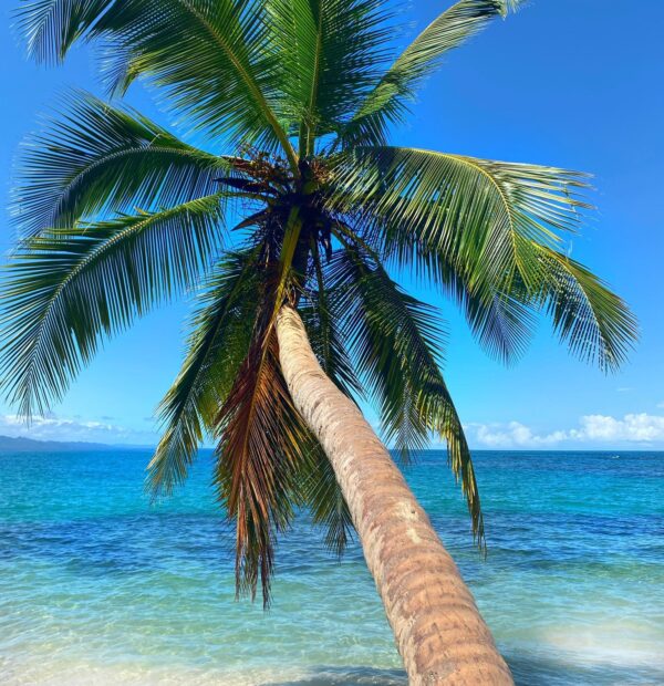 Palma a oceán na Kostarice