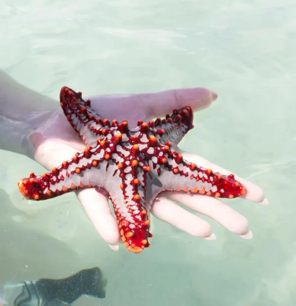 Zanzibar mořská hvězdice