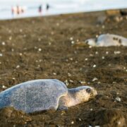 Mořské želvy Kostarika 2026 — pozorování Tortuguero