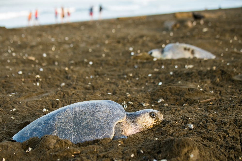 Mořské želvy Kostarika 2026 — pozorování Tortuguero