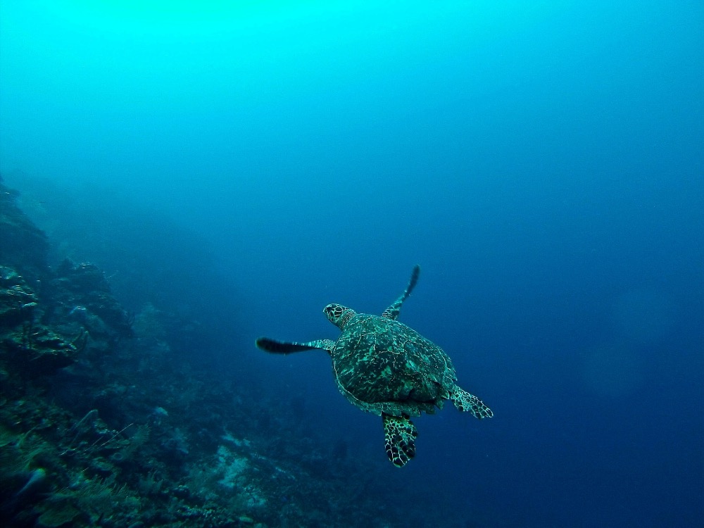 Mořská želva kožatka Kostarika pláž Tortuguero